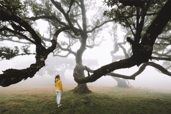Fanal Forest